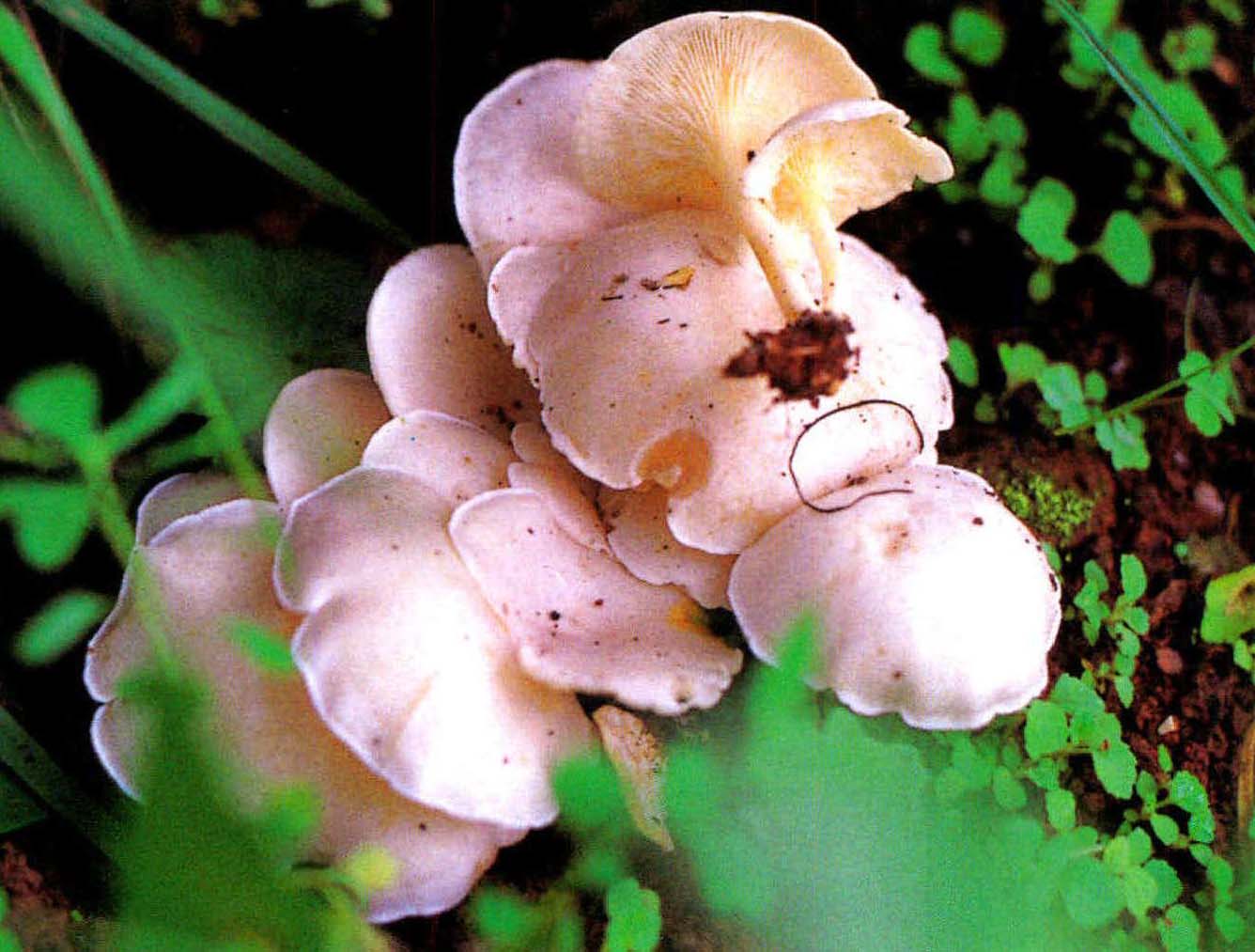 Clitocybe alba Singer